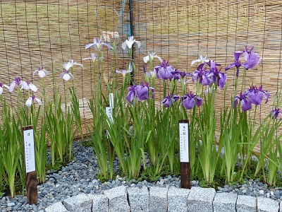 花菖蒲展