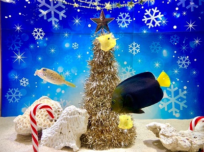 クリスマス特別展示『海の中のクリスマス水槽』