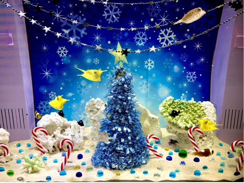 クリスマス特別企画「海の中のクリスマス水槽」