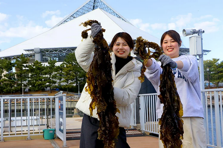 春が旬の“ワカメ”を「知る・獲る・食べる」ワカメ収穫体験