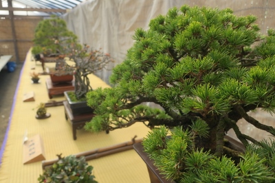 三溪園 新春 盆栽展