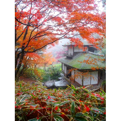 三溪園 紅葉の古建築公開(重要文化財 聴秋閣、春草廬)