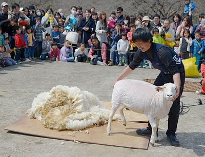 【開催中止】桜と羊のフェスティバル