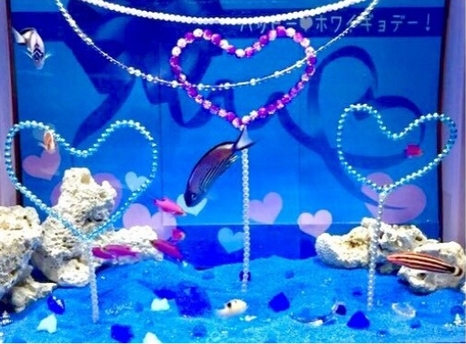 ホワイトデー特別展示 Love Love お魚たちのホワイトデー 公式 横浜市観光情報サイト Yokohama Official Visitors Guide
