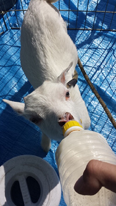 赤ちゃんヤギミルクあげ体験&ふれあい動物園