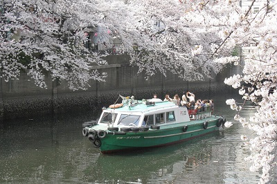 横浜大岡川 桜満開クル-ズ