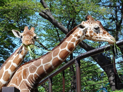 野毛山動物園 キリンの日パネル展