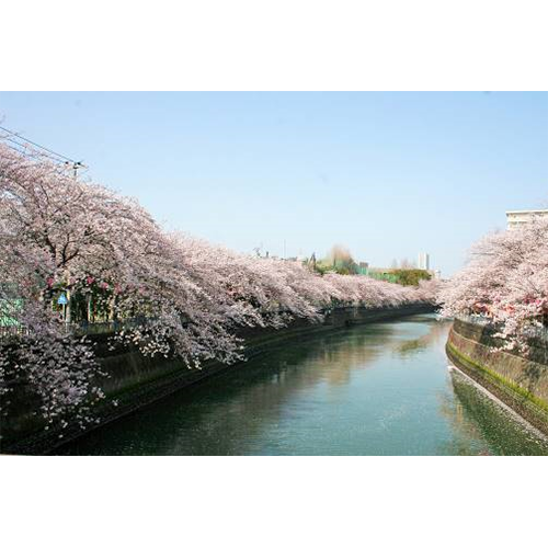 横浜市南区×京急「桜キャンペーン」