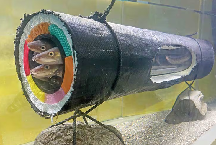 横浜・八景島シーパラダイス　水族館ならではの節分イベント「アナゴの恵方巻水槽」