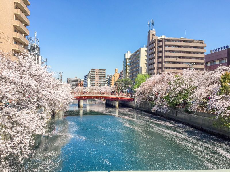 1名より出発保証 「大岡川の桜とみなとみらい絶景クルーズ」