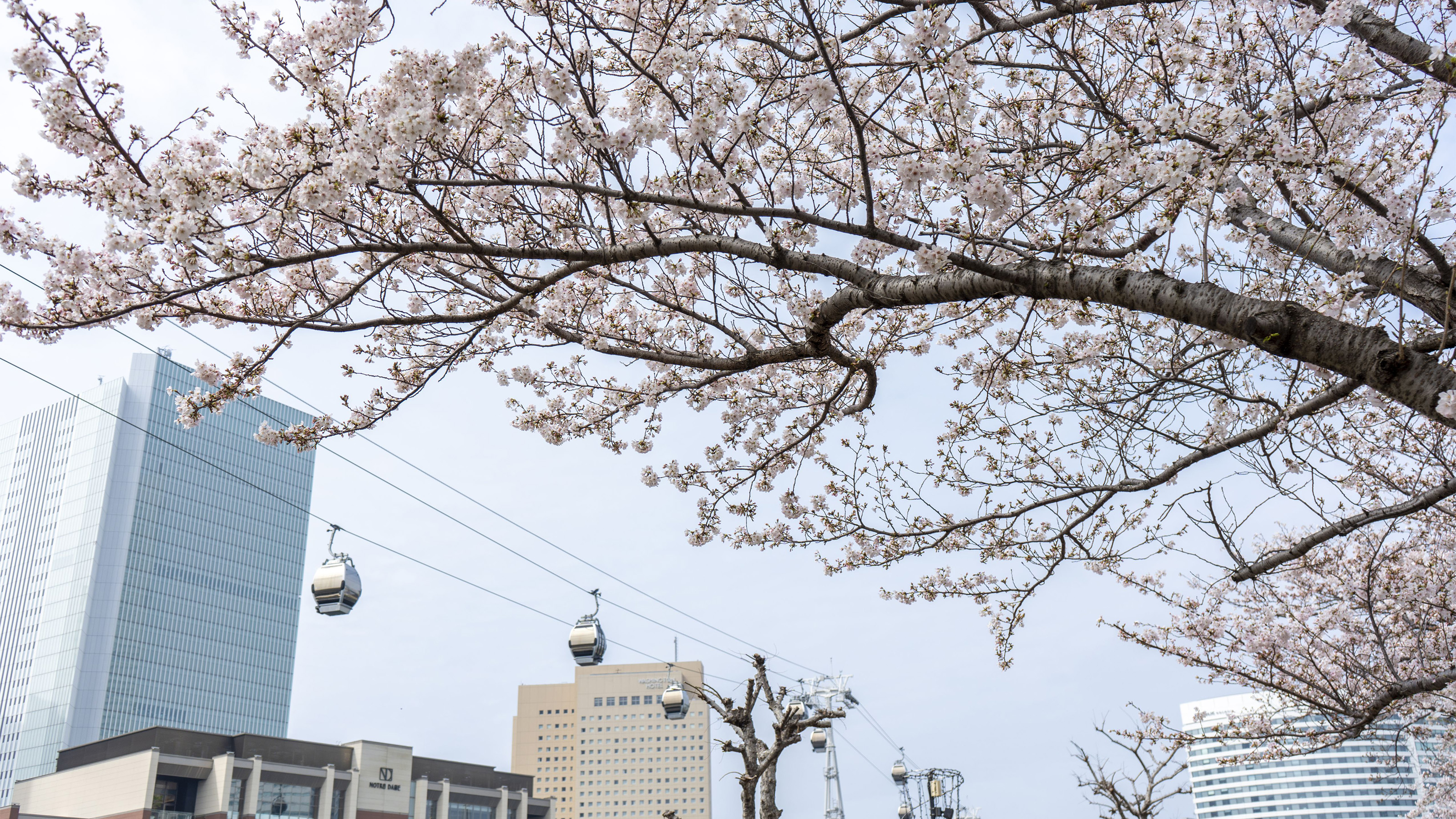 春の横浜　ゴールデンウィーク　特集